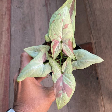 Syngonium pink salmon (Strawberry milk)