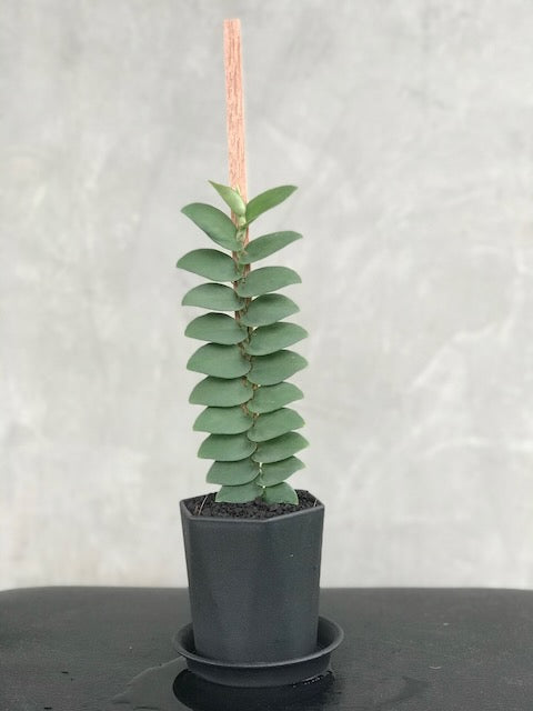 Rhaphidophora silver blue