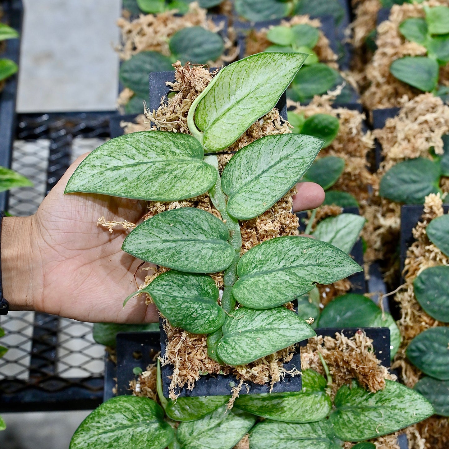 Rhaphidophora hongkongensis mint variegated