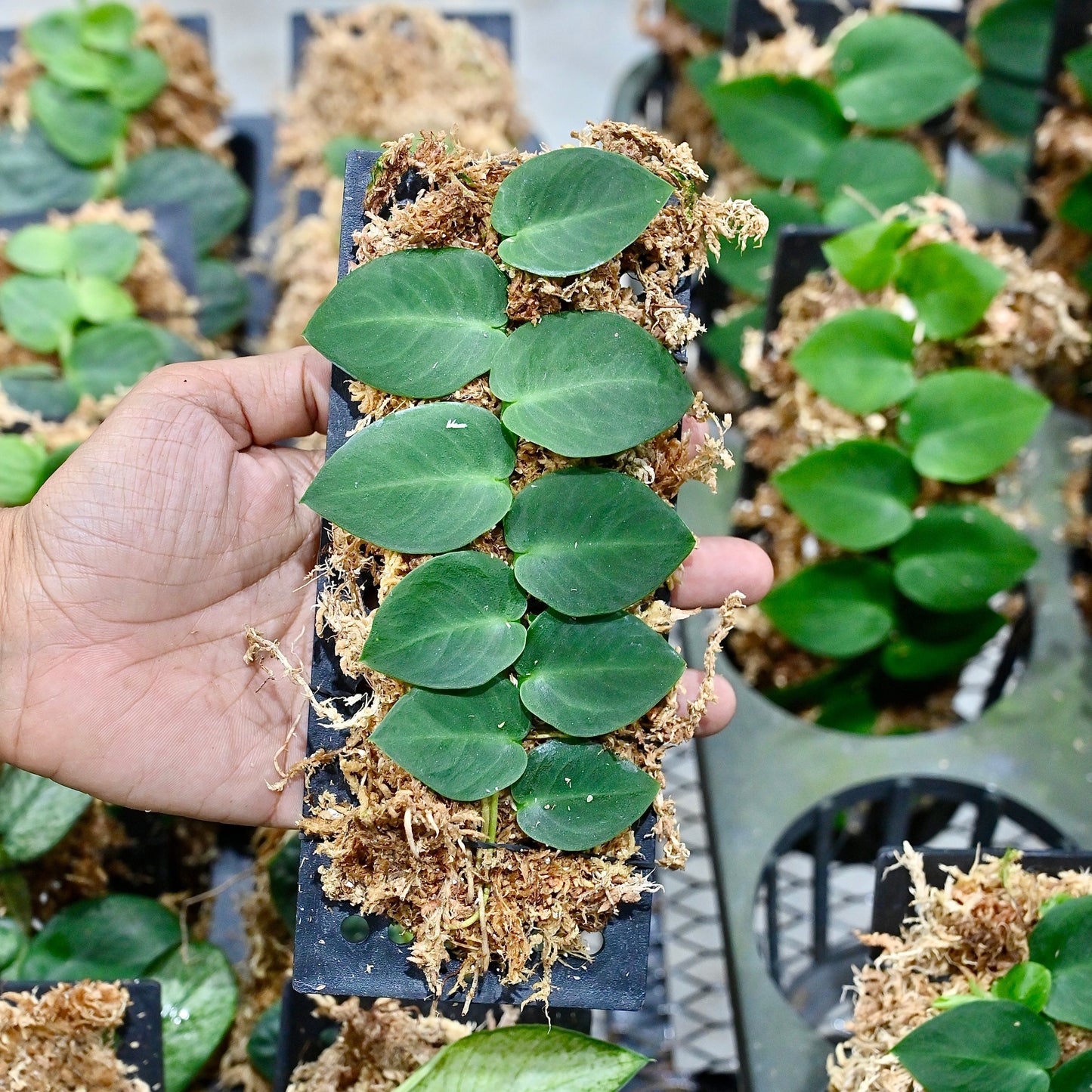 Rhaphidophora hayi