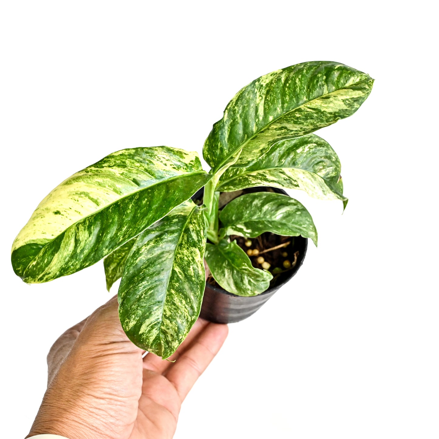 Rhaphidophora puberula variegated