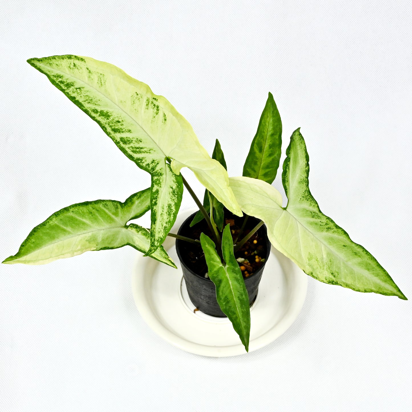 Syngonium angustatum variegated