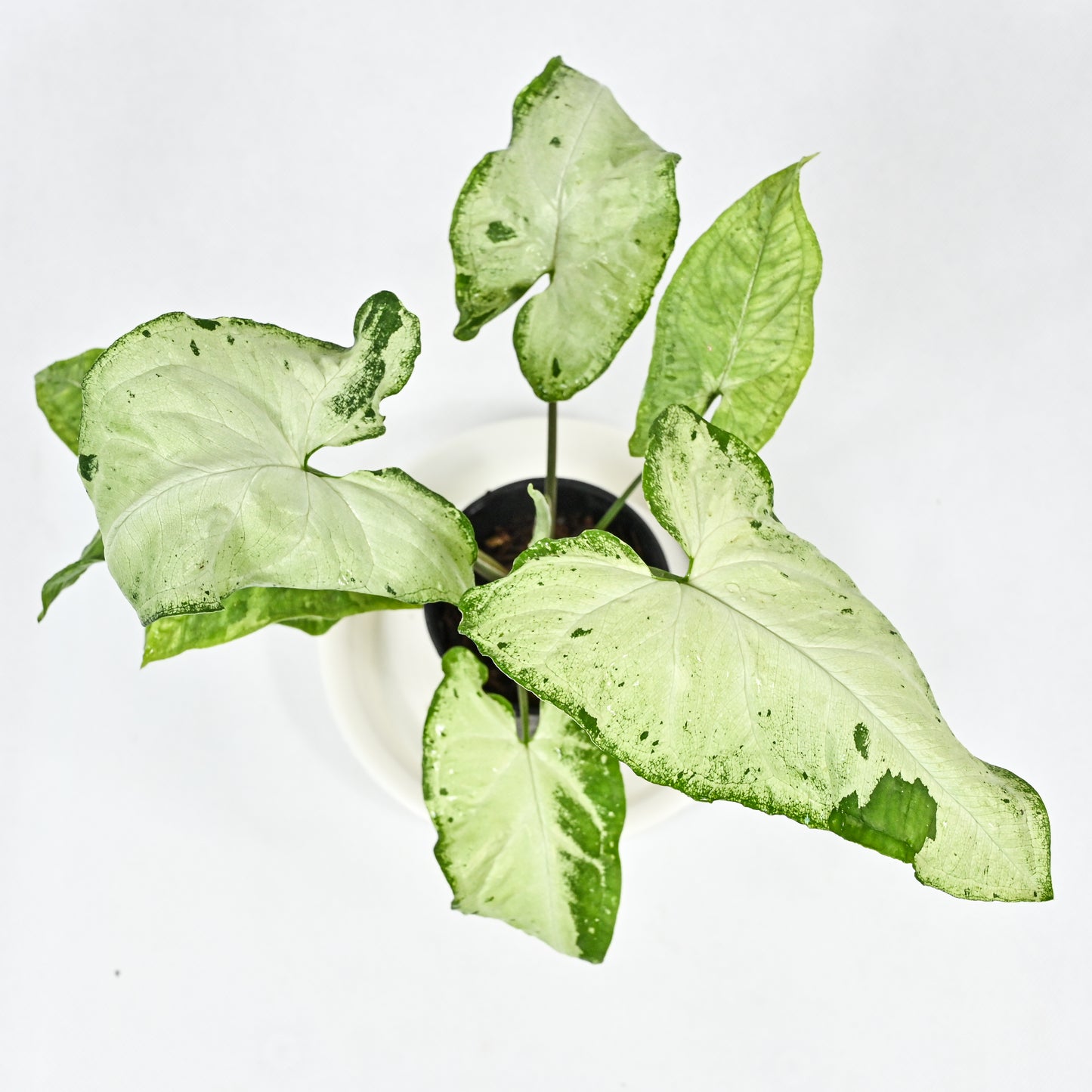 Syngonium green freckles