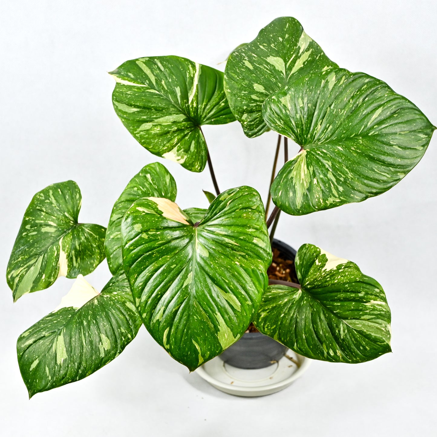 Homalomena rubescens variegated (Thai constellation)