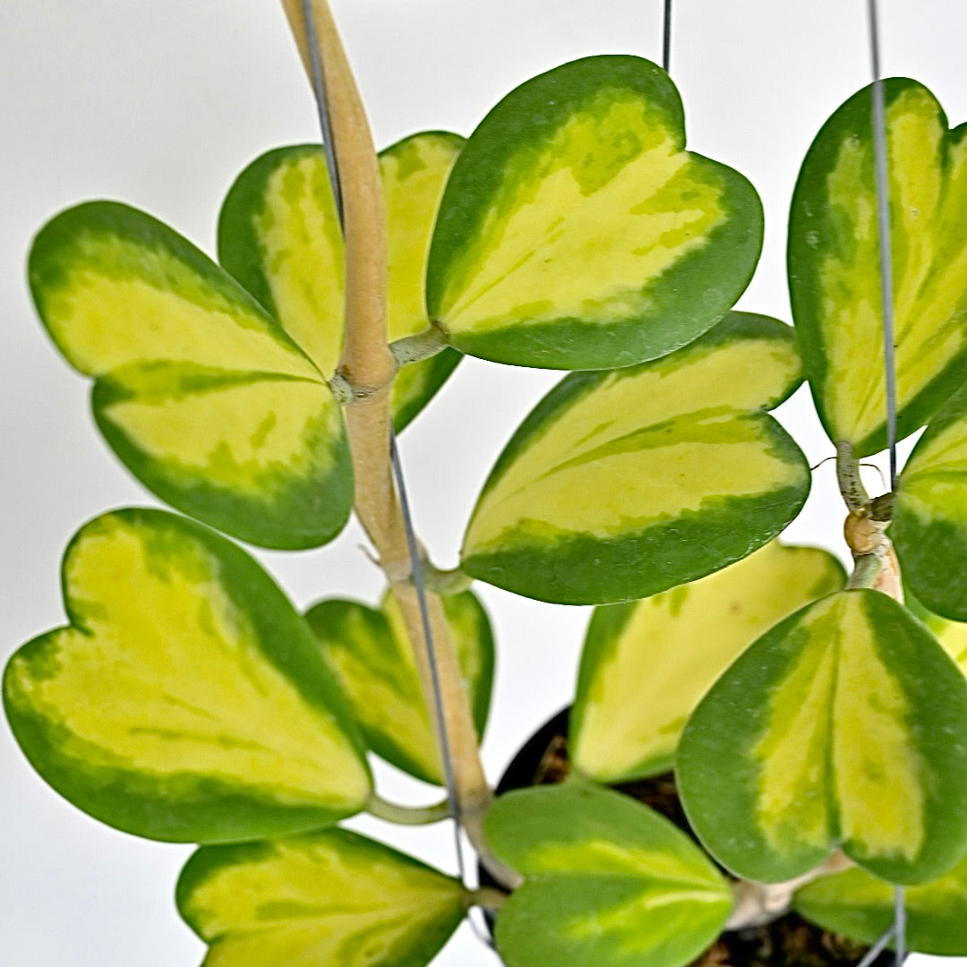 Hoya kerrii variegated