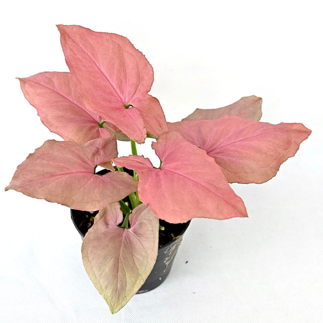 Syngonium pink perfection