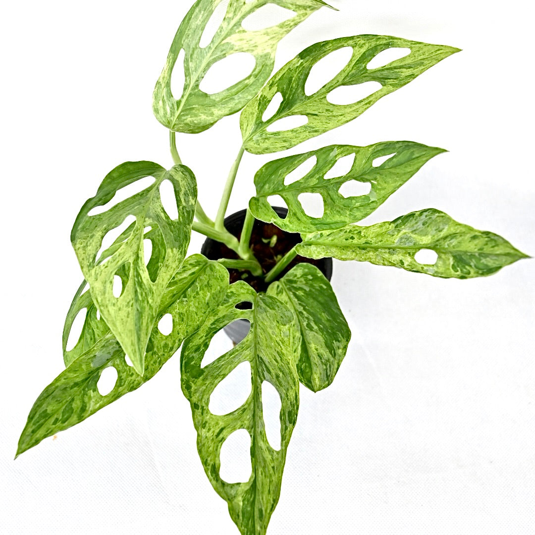 Monstera adansonii marble