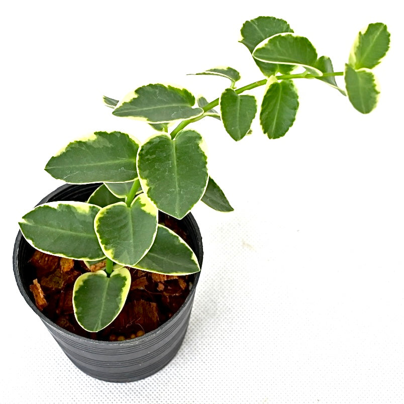 Hoya Cummingiama albomarginata