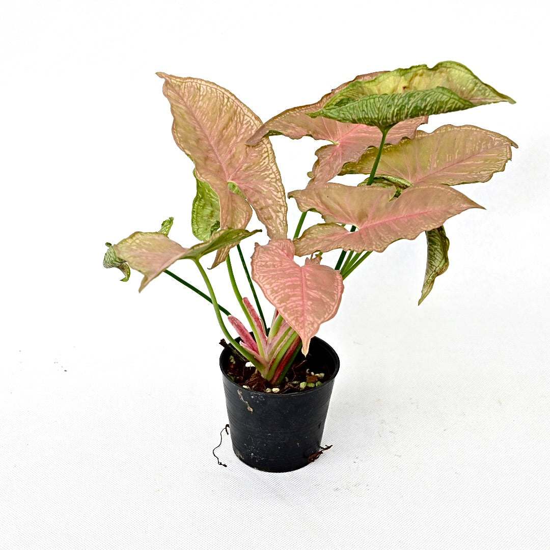 Syngonium pink mosaic