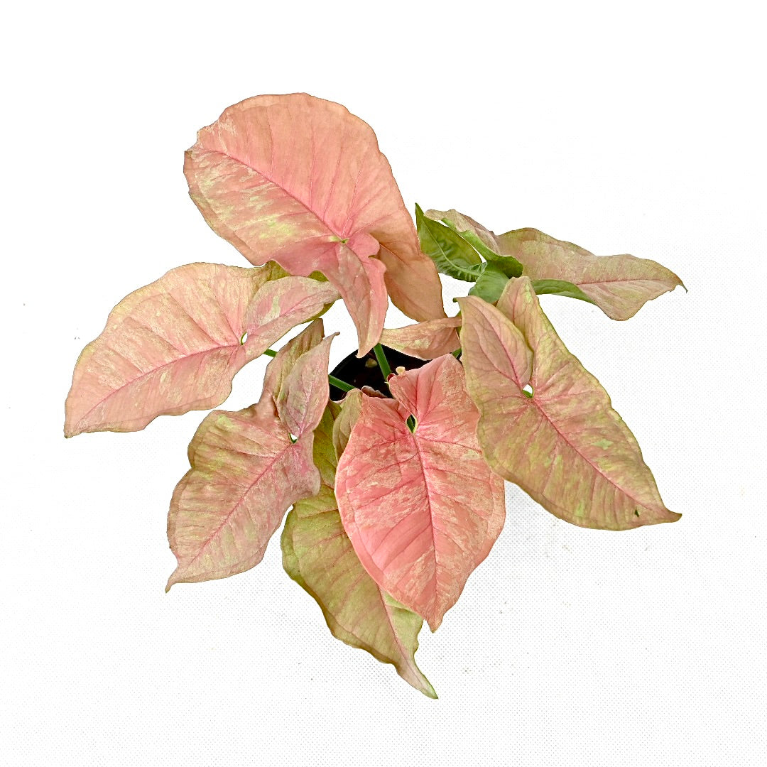 Syngonium pink venom