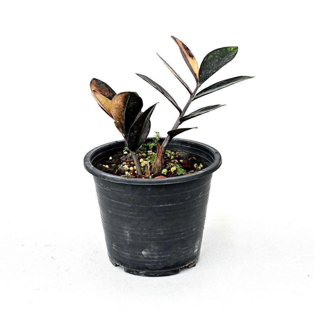 Zamioculcas zamiifolia Raven Pink variegated (L)