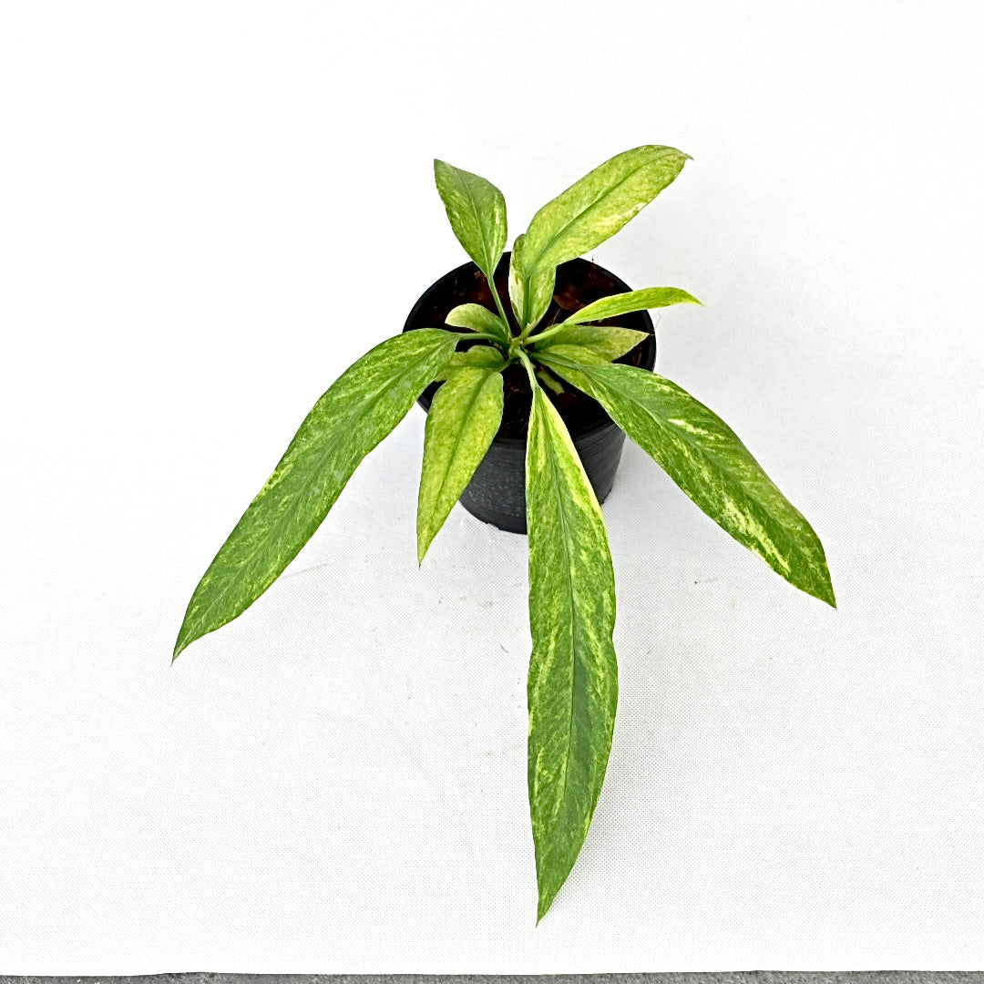 Anthurium Palidiflorum Colombia hybrid variegated