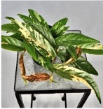 Ficus sp. variegated (No.24)
