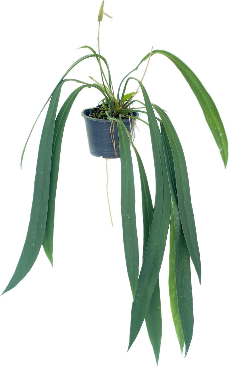 Anthurium vitrarifolium