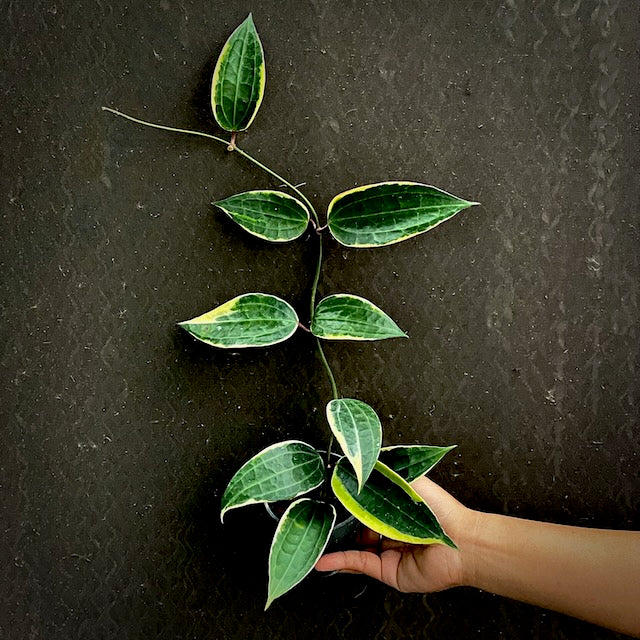 Hoya macrophylla variegated