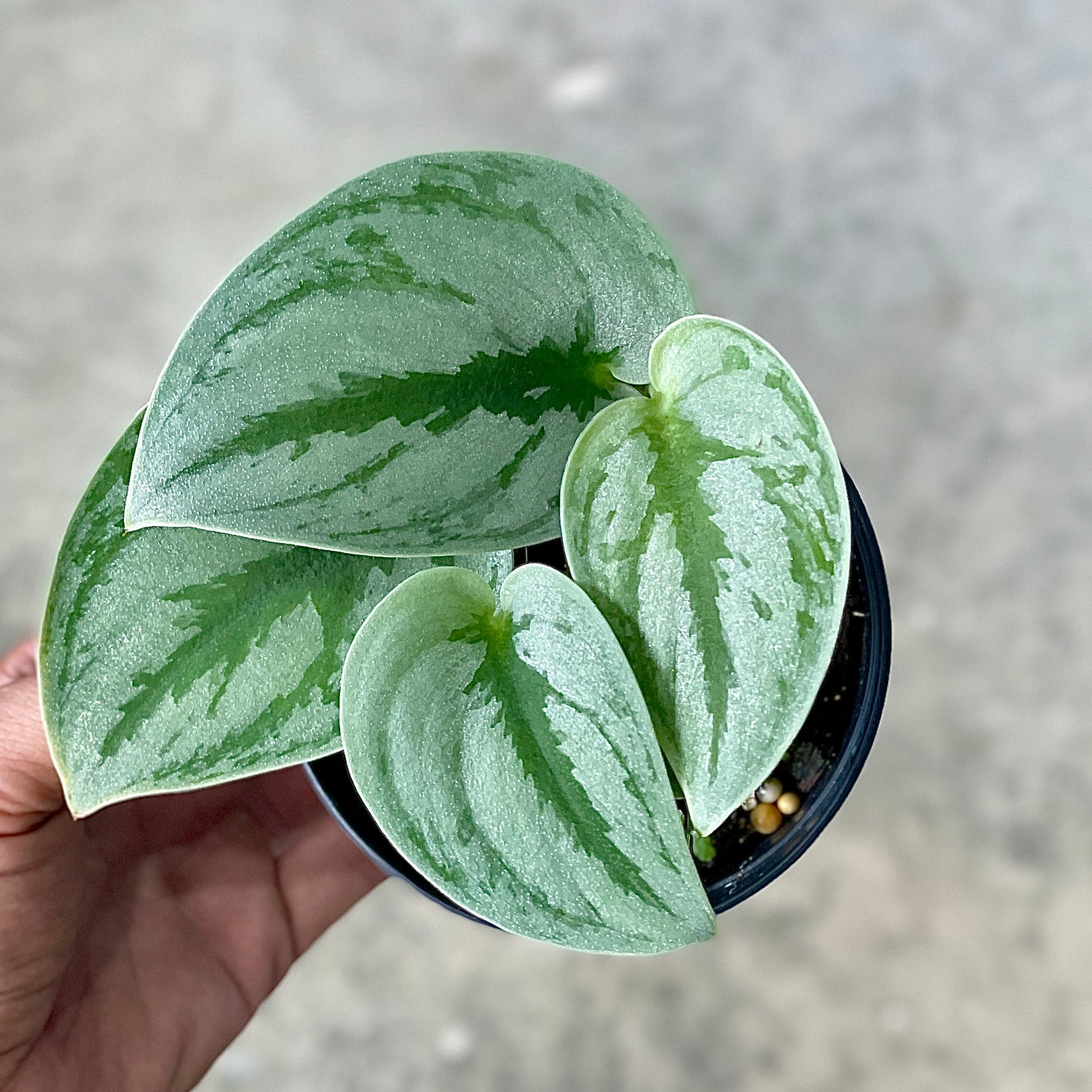 Scindapsus sp. No.4 (Plant collection)