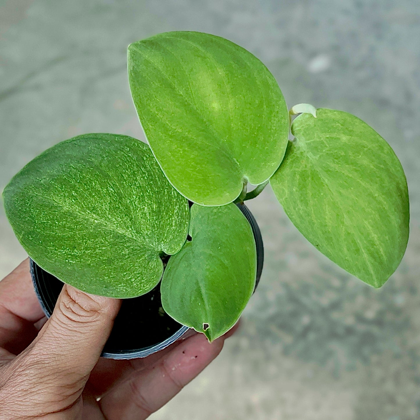 Scindapsus jade satin solden mint