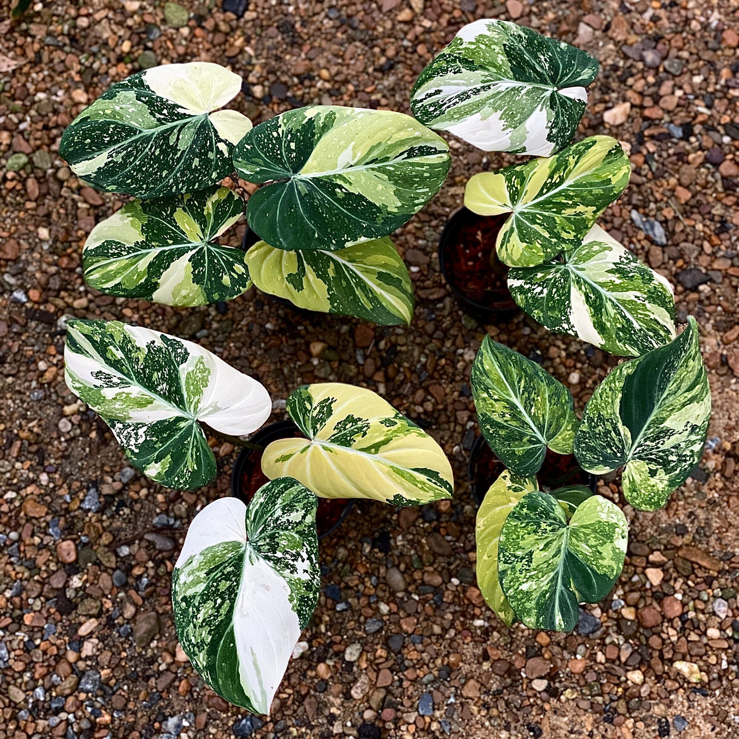 Philodendron glorisum tricolor (3-4 leaves)