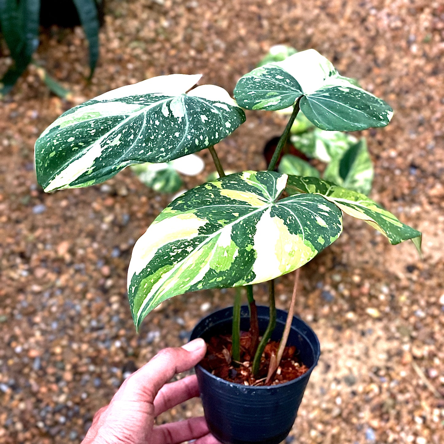 Philodendron glorisum tricolor (3-4 leaves)