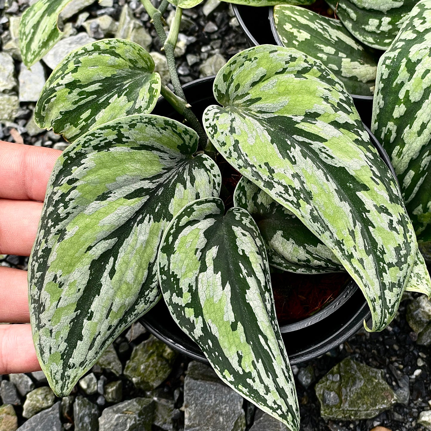 Scindapsus tricolor dark