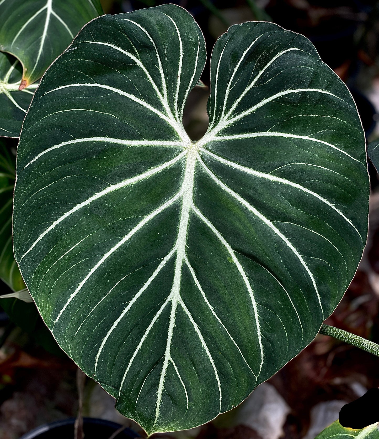 Philodendron gloriosum white vein (round petiole)
