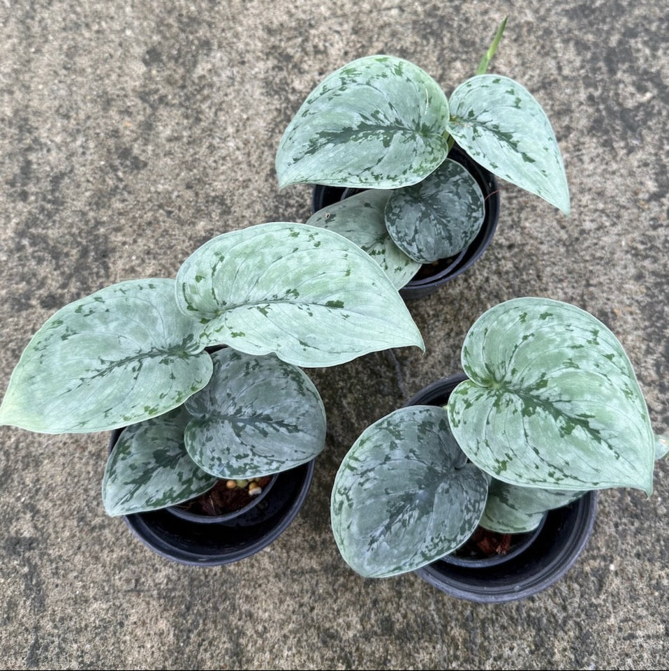 Scindapsus sp. No.7