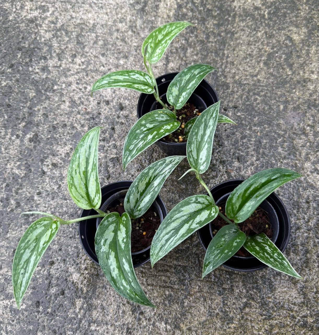 Scindapsus Tombak