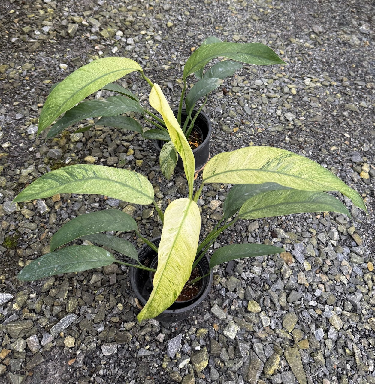 Rhaphidophora sp. No.5 variegated (mint)