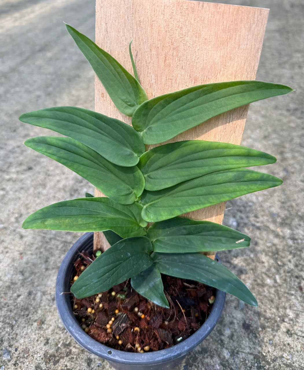 Rhaphidophora tenue