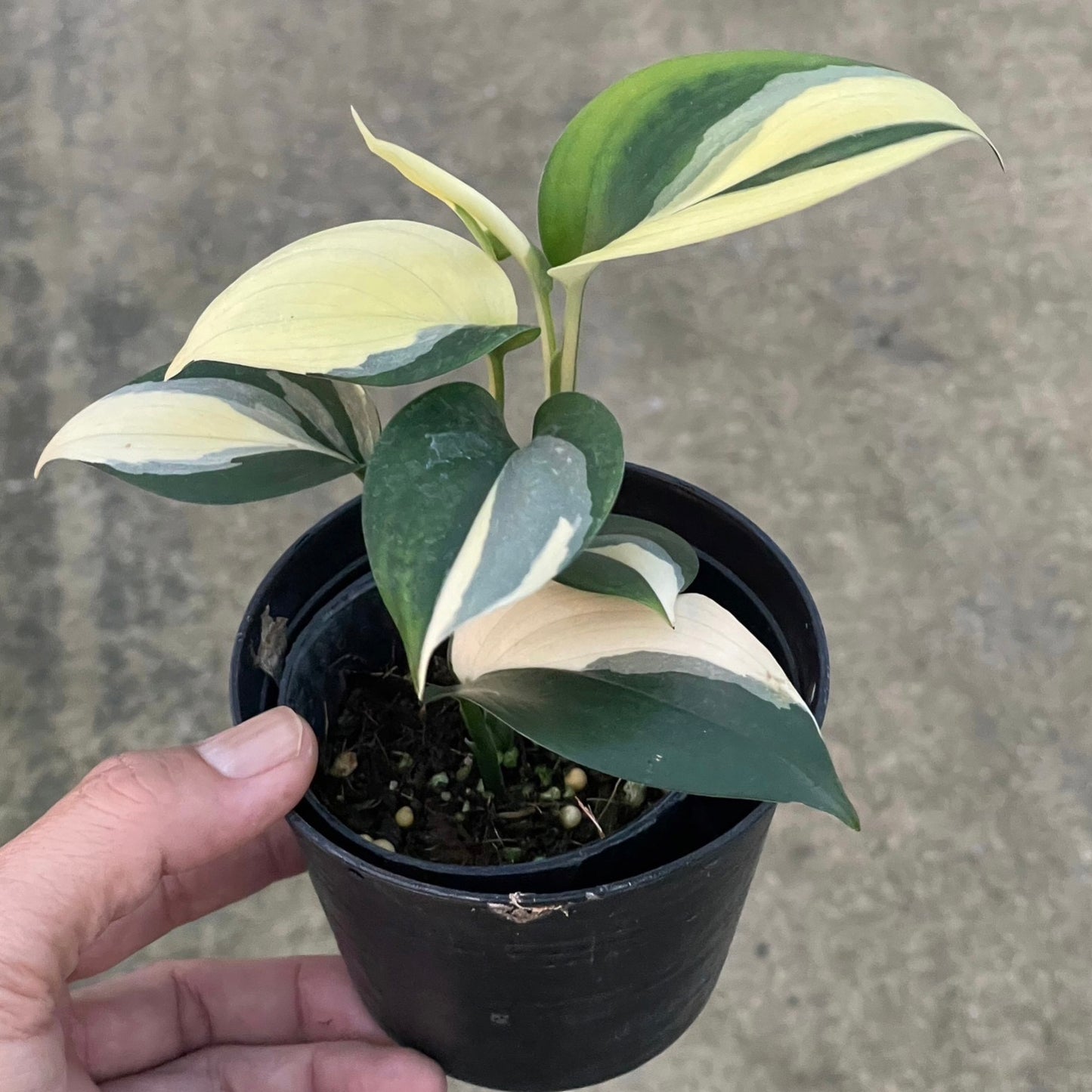 Scindapsus blue albo
