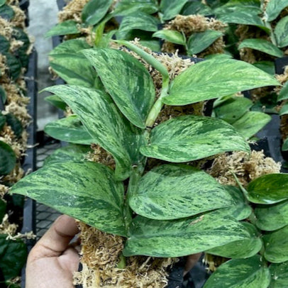 Rhaphidophora hongkongensis marble variegated