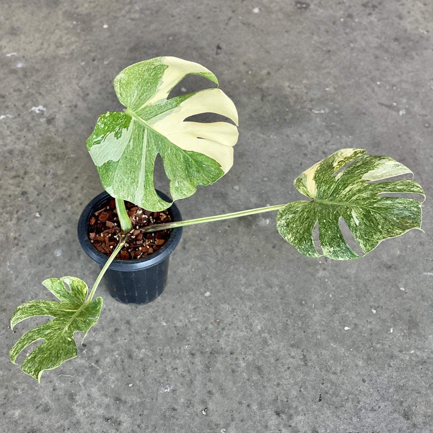 Monstera deliciosa legacy