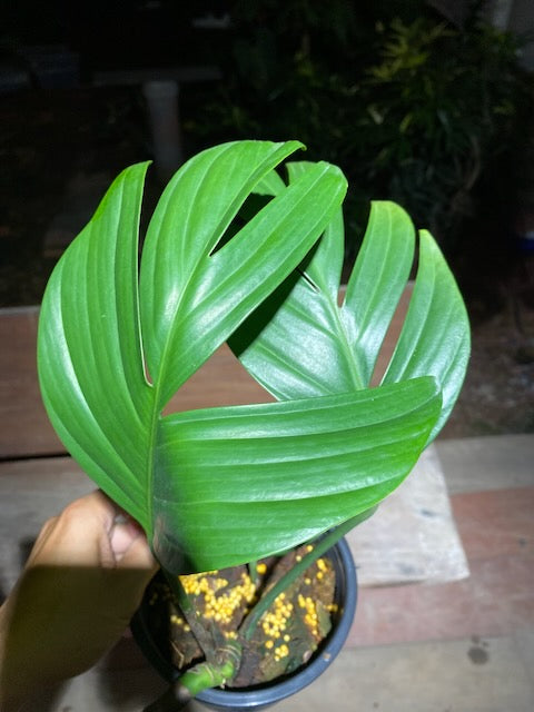 Rhaphidophora decursiva