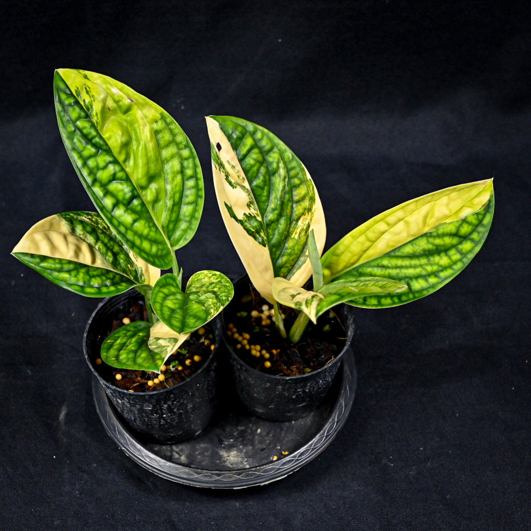 Monstera karstenianum (Peru) variegated