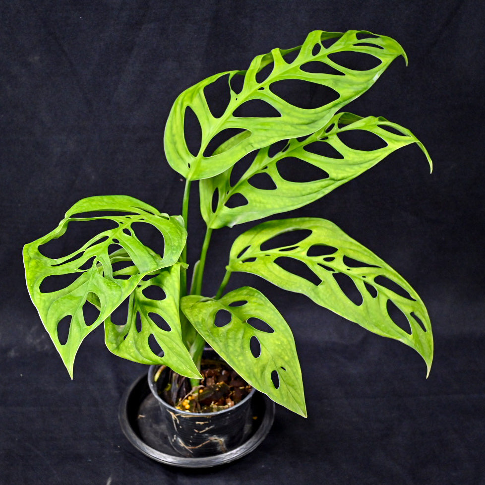 Monstera esqueleto