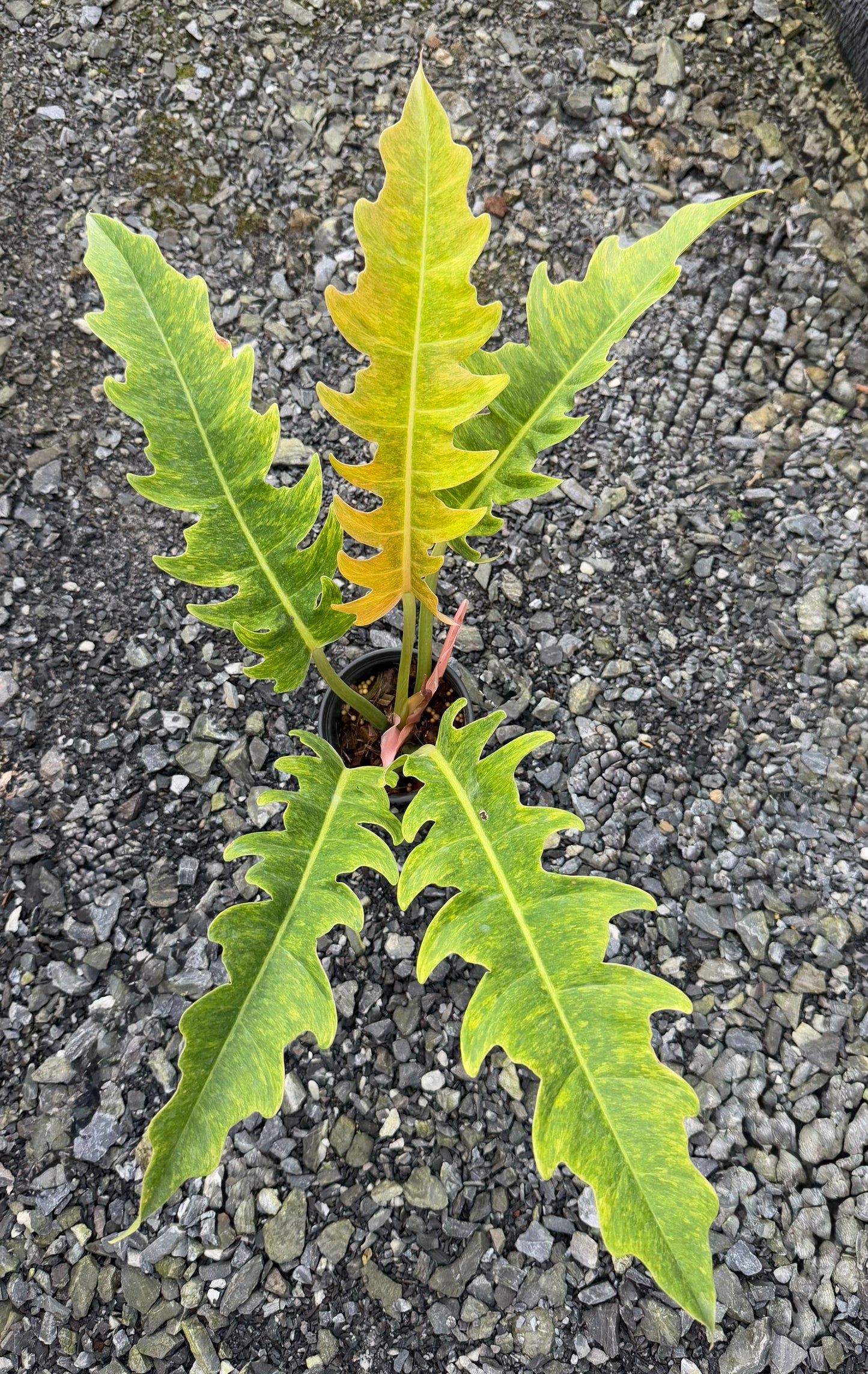 Philodendron golden crocodile marble