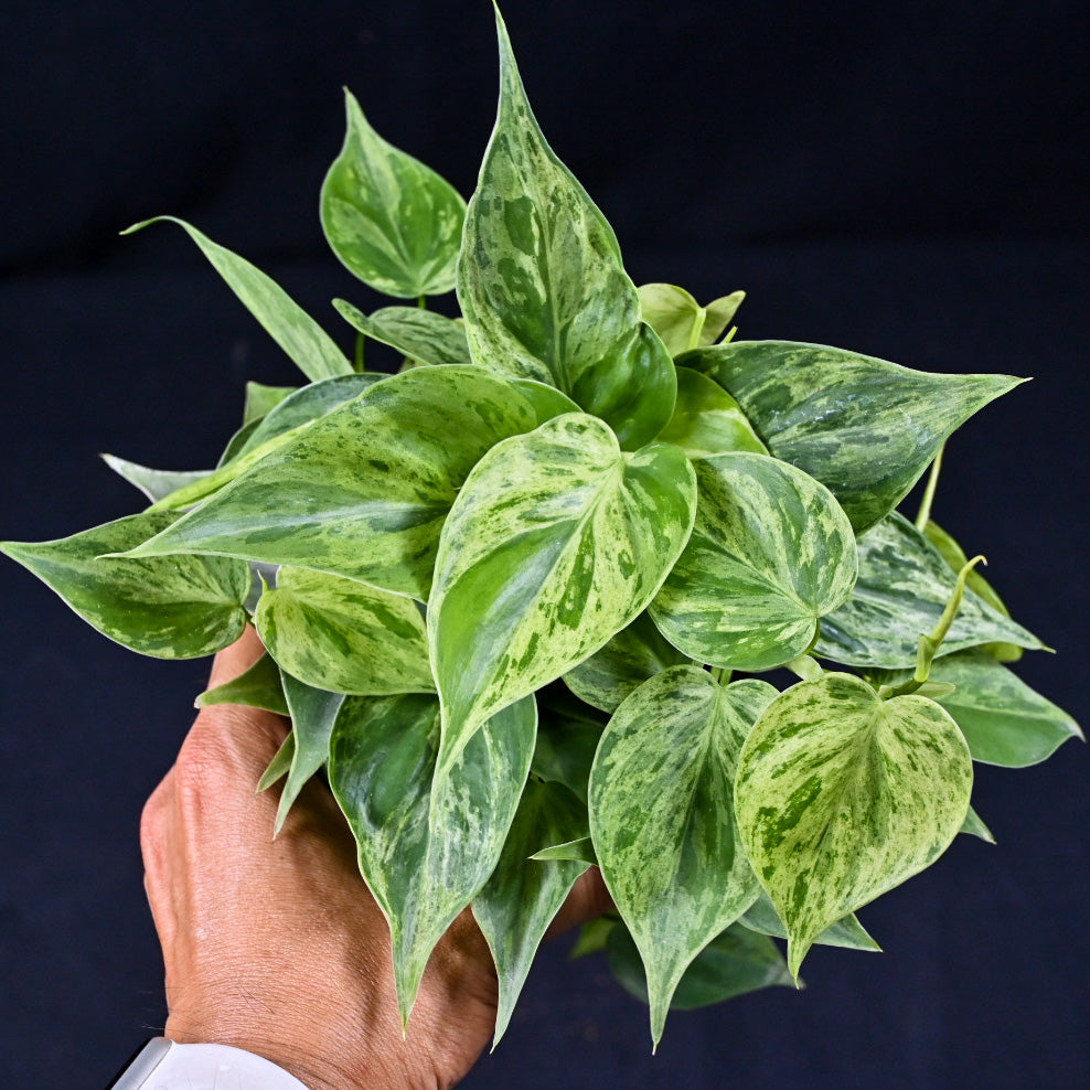 Philodendron hederaceum variegated (heart leaf)