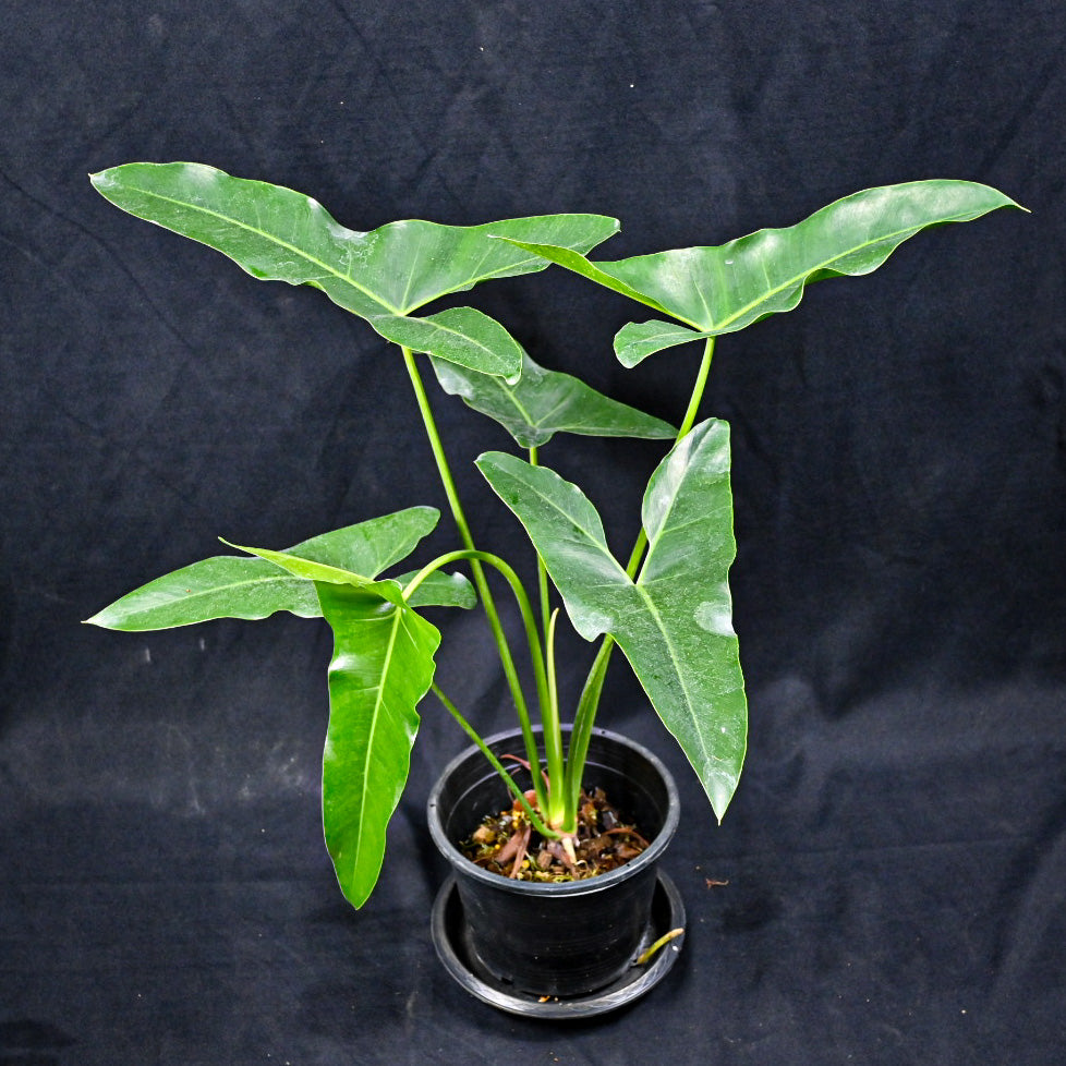 Philodendron maxicanum
