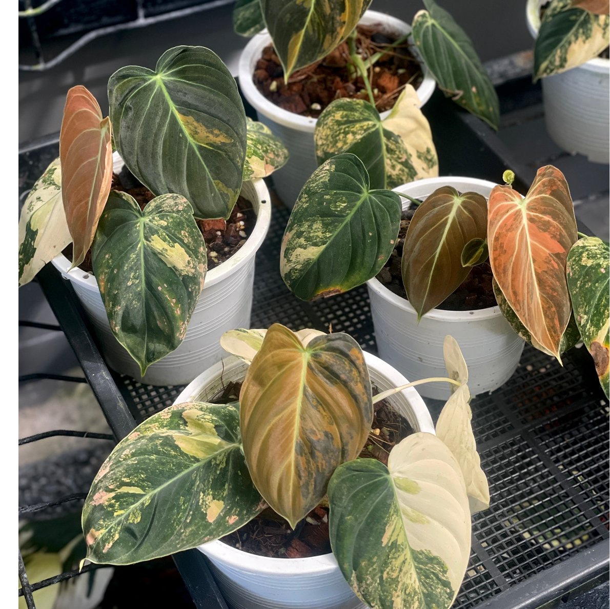 Philodendron melanochrysum orange variegated