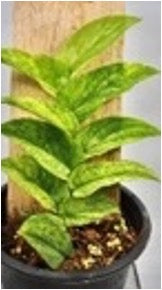Rhaphidophora sp. No.2 mint variegated