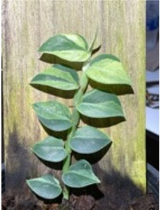 Rhaphidophora hayi variegated No.1 ‘two tone’