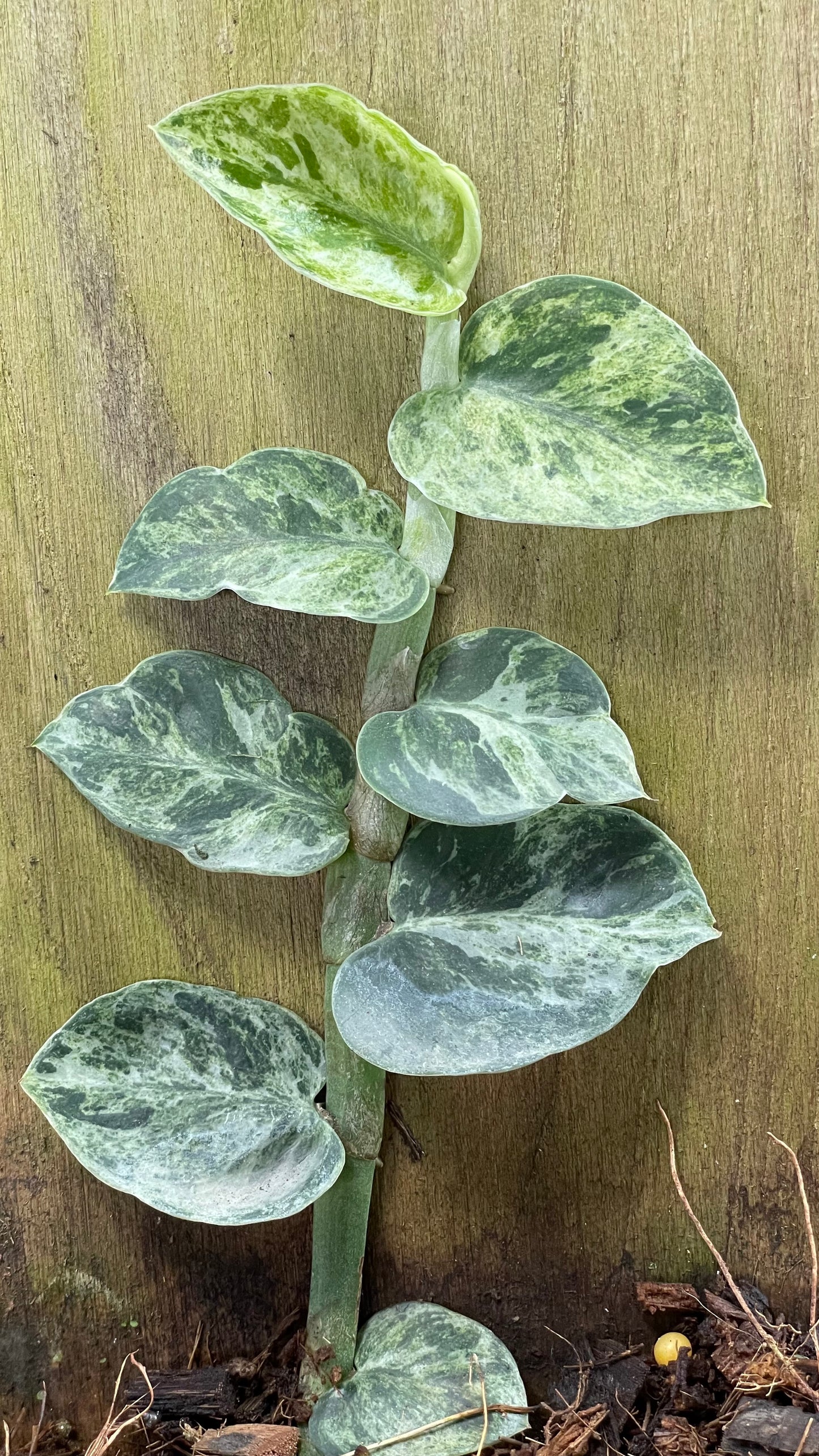 Rhaphidophora hayi variegated No.2 ‘silver spread’