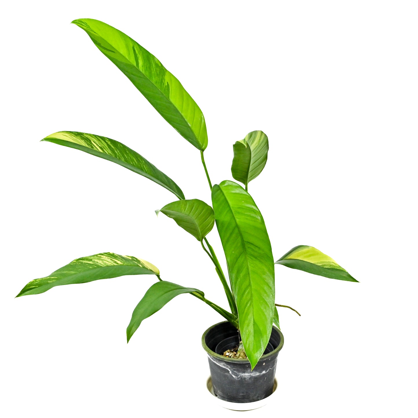 Rhaphidophora sp. No.3 aurea variegated
