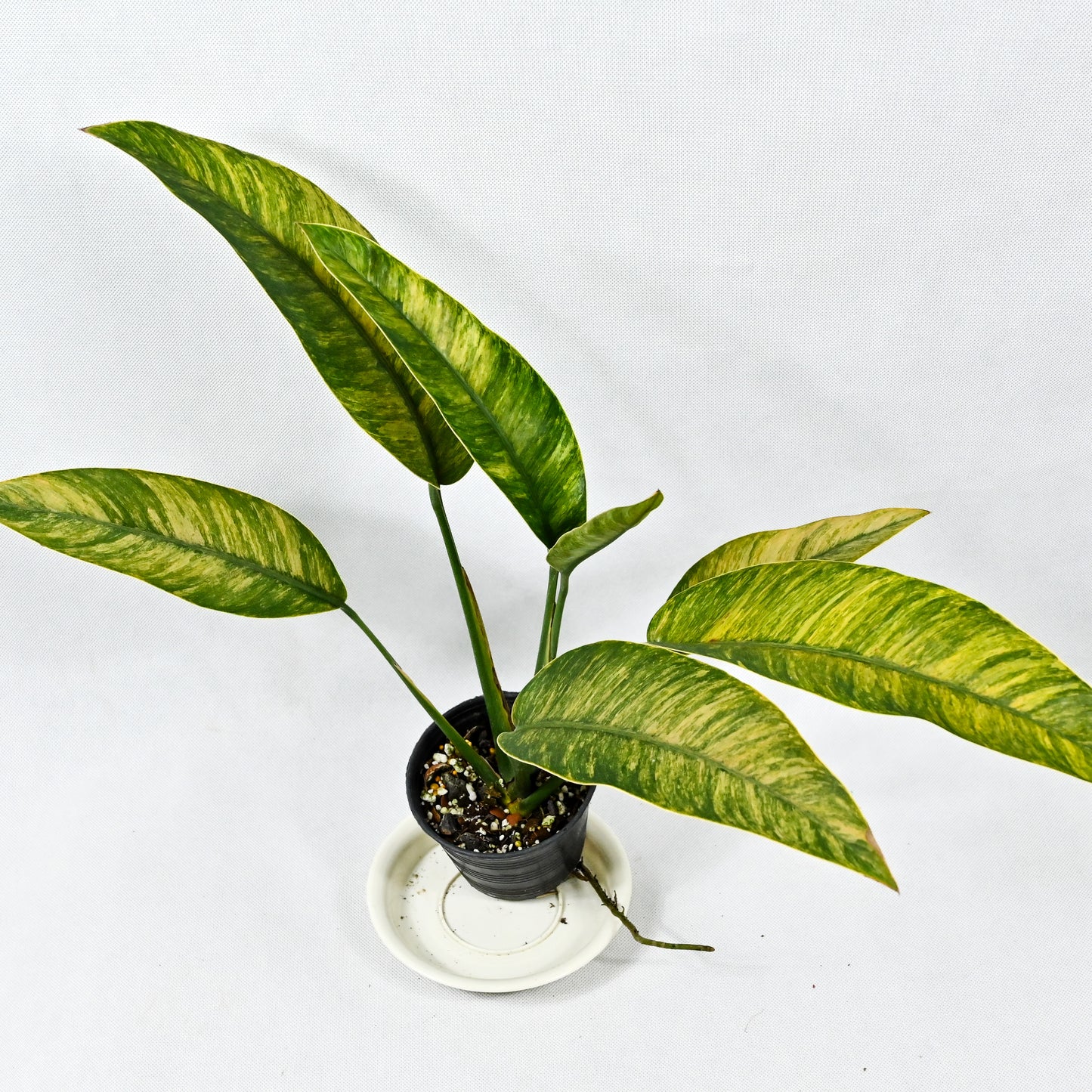 Rhaphidophora sp. No.4 mint variegated