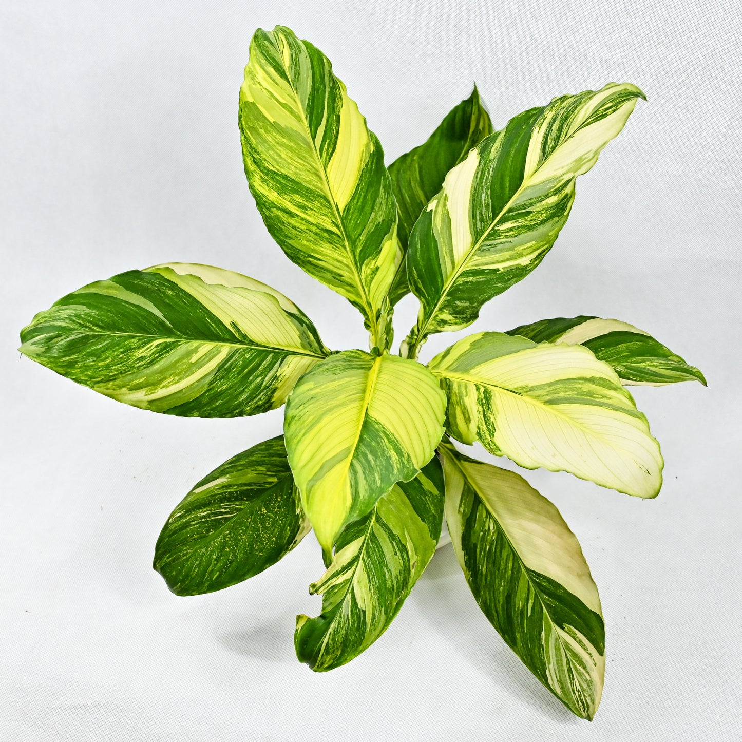 Spathiphyllum sensation aurea variegated