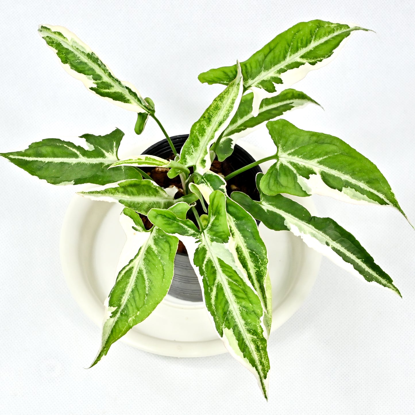 Syngonium T25