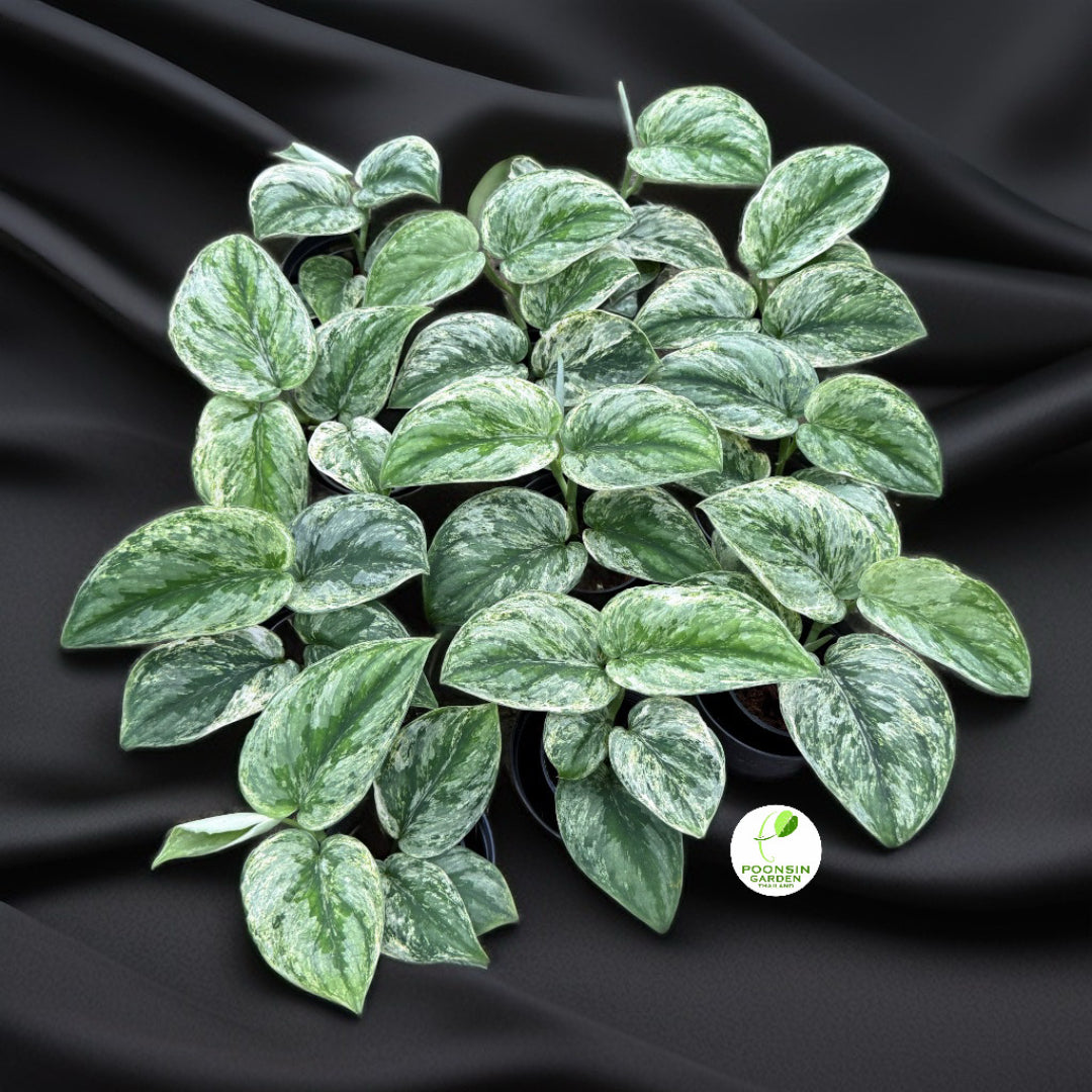 Scindapsus exotica Hologram (Set of 10 Plants)