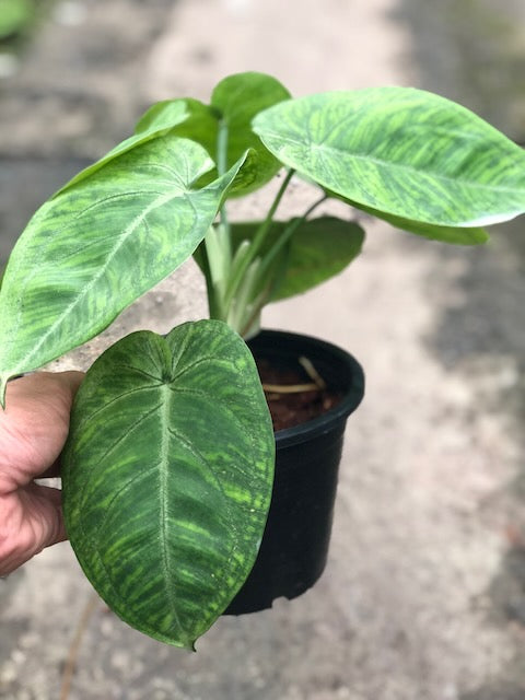 Syngonium macrophyllum 'frosted heart'