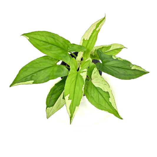 Syngonium eclipse variegated