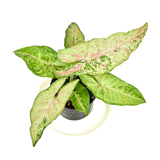 Syngonium confetti tricolor